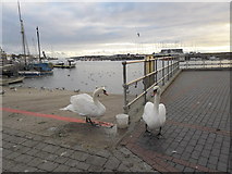 TQ0201 : Swans on Littlehampton Waterfront (IV) by Basher Eyre