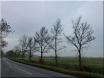 TL3077 : Trees on the eastern approach to Old Hurst by Richard Humphrey