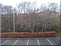 Screen of trees behind the Premier Inn, Beata Road