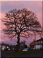 Red dusk and oak tree in Penn, Wolverhampton