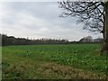 Uncultivated field edge, off Chance Hall Lane