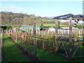 Elham Valley Vineyard