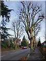 Plane trees, Ormond Avenue, Hampton