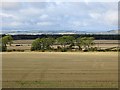 Strathmore stubble