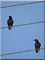 Birds on Wires