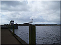 Iceland Gull (Larus glaucoides) At Irvine Harbour