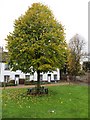 Tree on the Green