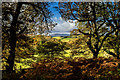 Doon of Culreoch from Carstramon Wood