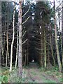 NU0521 : Dark track through Pilmoor Wood by Russel Wills