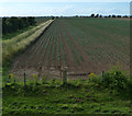 TF4650 : Reclaimed farmland on Wrangle Marsh by Mat Fascione