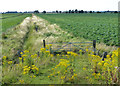 TF4650 : Flat reclaimed farmland on Wrangle Marsh by Mat Fascione