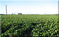 TG3906 : Sugar beet crop north of Kittles Road by Evelyn Simak