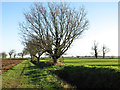 TG3706 : Bare trees beside bridleway to Cantley by Evelyn Simak