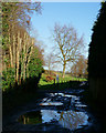 Wet Bridleway at Gatton Park