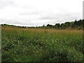 H6111 : Wetland around Leamgeltan Lough by Eric Jones