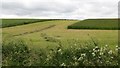 Silage crop, Broomley