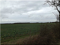 TL2657 : Farmland opposite Leycourt Farm by Geographer