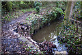 The path is threatened by the eroded bank of Longton Brook