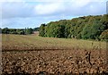 Fields and Woods near Sonning Common