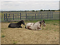 Ponies at rest