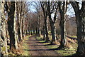 Tree lined track