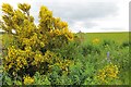 Broom and field boundaries, Ashentilly