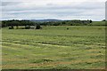 Cut grass, Cockley