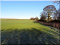 NZ1568 : Arable field south of Callerton Lane End by Andrew Curtis