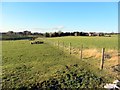 Pastures near Burnside Farm