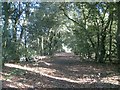 Gerrards Cross: Footpath to Hedgerley Green (3)