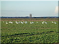 TF1909 : Swans on Deeping Common by Richard Humphrey