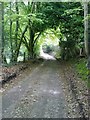 Path in Grayshott