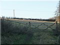 Sheep pasture, north of Red Cottages