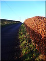 Neat hedges on the way to the airfield