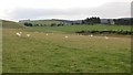 Sheep above Tathyhole Moss