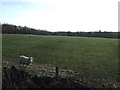 Grazing near Sheepcote Farm