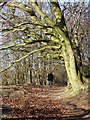 Ridgeway beneath beeches, Aldbury Nowers