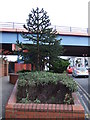 Monkey puzzle tree (Araucaria araucana)