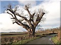 Old tree along road near Crosshorn