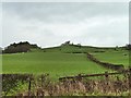 Sheep grazing near Aberhafesp