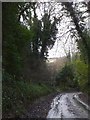 Woods on Rockley Road, west of Ogbourne Maizey