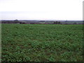 Crop field, Stainburn Hill