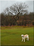 NR8468 : New Year's Day walk, Tarbert golf course by sylvia duckworth