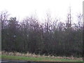 SE4154 : Woodland beside the Great North Road (A168) by JThomas