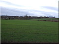 Farmland near Thorp Arch