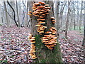 SP8802 : Mushrooms growing on a tree in Coneybank Wood by Peter S