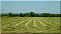 Freshly-cut hay, Little Comberton