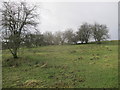 A stand of hawthorn trees define a ridge in the valley below Halhill Farm