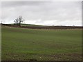 Winter cereals, Demperston