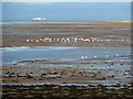 NT4680 : Wading birds at Aberlady Bay by Walter Baxter